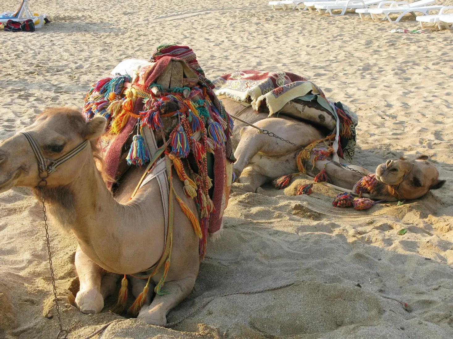 Versierde kamelen rusten op het strand van Avsallar